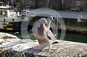 Couple of doves on a wharf of Seine river, Paris