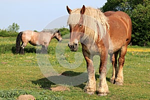 A couple of draft horses in a dutch meadow