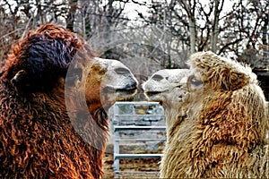 Couple of dromedary in love. Kissing photo