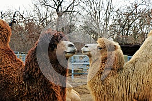 Couple of dromedary in love. Kissing photo