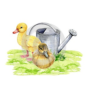 Couple of ducklings on the green grass. Hand drawn watercolor illustration. Cute little duckling chicks standing and