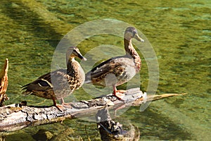A Couple of Ducks