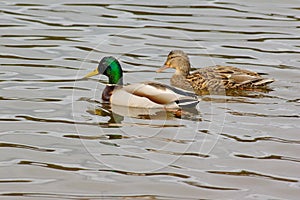 Couple of ducks