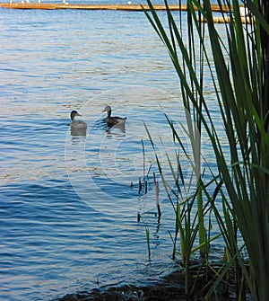 Couple of Ducks Enjoying The Lake