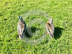 Couple of ducks Look in the same direction together.