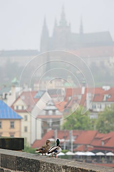 Couple ducks in Prague