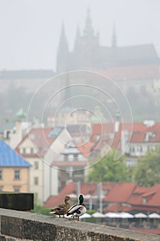 Couple ducks in Prague photo