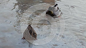 Couple of ducks swimming in the water photo