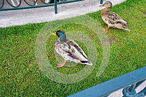 Couple of ducks walking around on meadow in park of visitors in Disneyland Paris