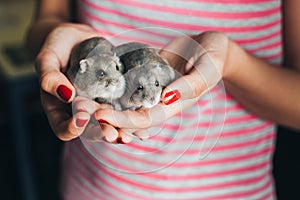 Couple of dwarf hamsters in girl hands photo