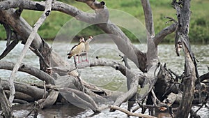 A Couple Of Egyptian Goose Standing On The Dry Branches Of A Tree Lying On The River In El Karama L
