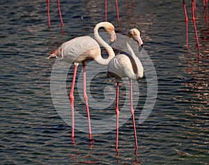 Couple of Elegant Flamingos with white pink plumage and thin pink legs