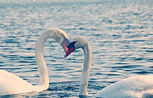 Couple of elegant swans