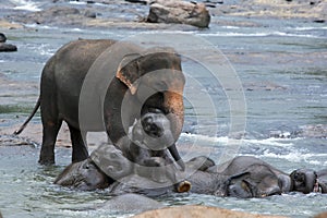 A couple of elephant calves climb over an adult elephant whilst bathing in the Maha Oya River in central Sri Lanka.
