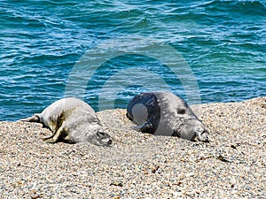 Couple of Elephant seal resting on the beach photo