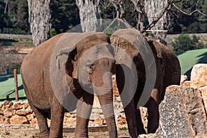 Couple Of Elephants At The Zoo In A Sunny Day In Itay