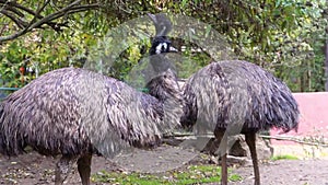 Couple of emus together in closeup, popular flightless bird specie from Australia