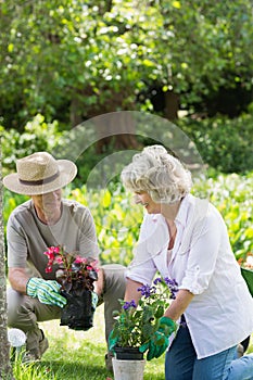 Couple engaged in gardening