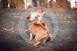 Couple of English bulldogs playing