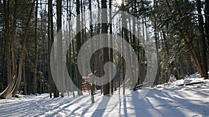 The couple enjoy walking with a dog in the winter forest dry foliage of an oak tree in the winter landscape background