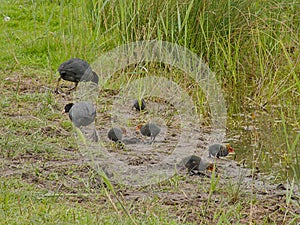 coot family foraging in a swamp - fulica atra photo