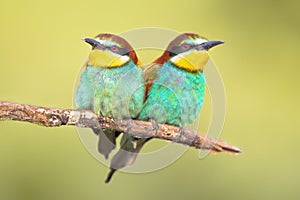 Couple of European Bee Eater perched on branch