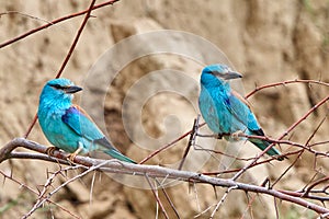 Couple of european roller Coracias garrulus sitting on a branch