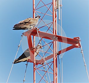 Couple of Falcons posing in antena