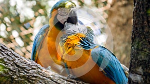 Couple or family family of colorful macaw parrots kissing or feeding each other in the zoo aviary