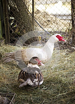 Couple of farm ducks