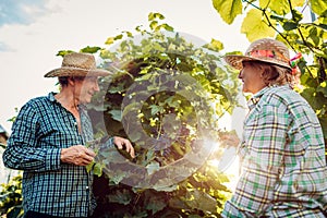 Couple of farmers checking crop of grapes on ecological farm. Happy senior man and woman gather harvest