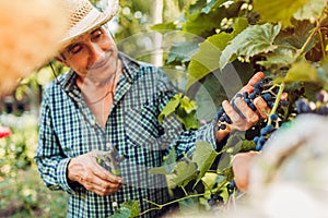 Couple of farmers checking crop of grapes on ecological farm. Happy senior man and woman gather harvest