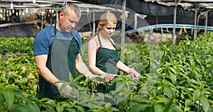 Couple of farmers cultivating white jute