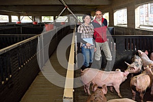 Couple of farmers with a digital tablet on a pig farm