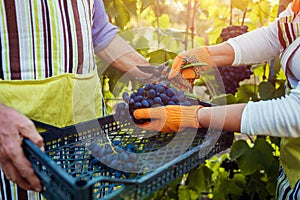 Couple of farmers gather crop of grapes on ecological farm. Happy senior man and woman putting grapes in box