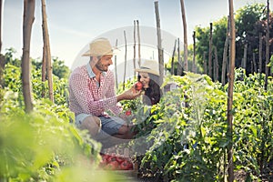 Couple of farmers harvesting tomatoes in the vegetable garden