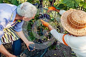 Couple of farmers picking crop of grapes on ecological farm. Happy senior man and woman putting grapes in box