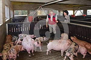 Couple of farmers on a pig farm