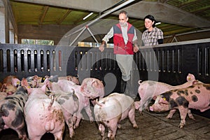 Couple of farmers on a pig farm