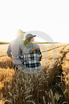 A couple of farmers in plaid shirts and caps stand embracing on agricultural field of wheat at sunset.