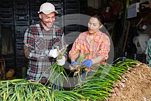 Couple of farmers sorting young green garlic in farm warehouse