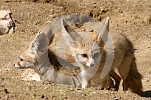Couple of fennecs 2