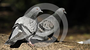 Couple of feral pigeons, Columba livia domestica.