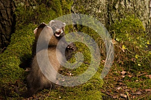 Couple of ferret babies exploring summer forest moss location