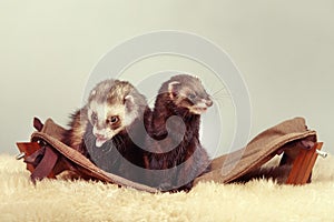 Couple of ferrets - portrait on sofa in studio