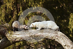 Couple of ferrets sitting on tree and enjoying their walk and game in park