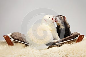 Couple of ferrets on sofa in studio