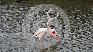 Couple of fighting flamingos, Camargue, France