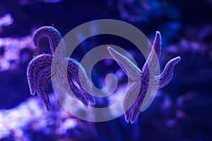 Couple of five-pointed starfish in the ocean on a blue background. The effect of bokeh close up. Life in the ocean. A pair of