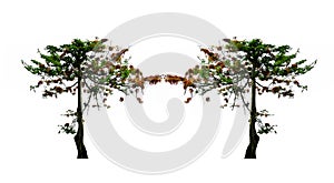 Couple of The Flame tree,tropical tree isolated on white background